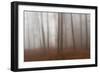 Autumn Forest in Mist-Robert Haasmann-Framed Photographic Print