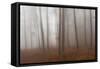 Autumn Forest in Mist-Robert Haasmann-Framed Stretched Canvas