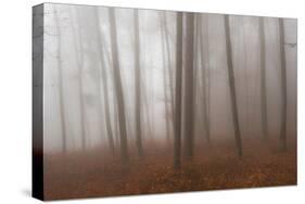 Autumn Forest in Mist-Robert Haasmann-Stretched Canvas