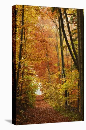 Autumn Forest in the Neckar Valley, Near Villingen-Schwenningen, Baden-Wurttemberg, Germany, Europe-Jochen Schlenker-Stretched Canvas