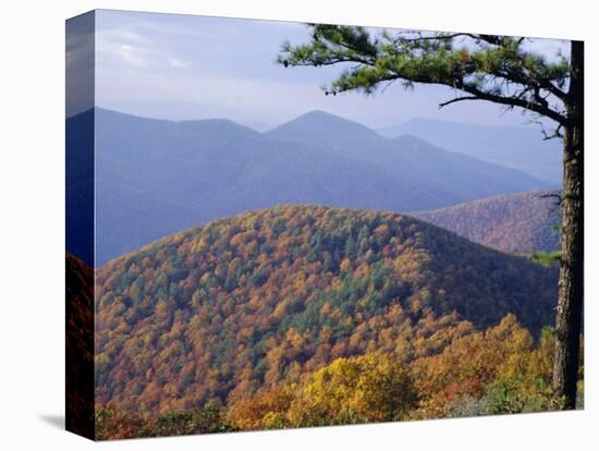 Autumn Forest Landscape Near Loft Mountain, Shenandoah National Park, Virginia, USA-James Green-Stretched Canvas