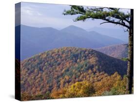 Autumn Forest Landscape Near Loft Mountain, Shenandoah National Park, Virginia, USA-James Green-Stretched Canvas