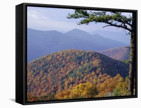 Autumn Forest Landscape Near Loft Mountain, Shenandoah National Park, Virginia, USA-James Green-Framed Stretched Canvas