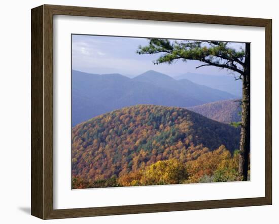 Autumn Forest Landscape Near Loft Mountain, Shenandoah National Park, Virginia, USA-James Green-Framed Photographic Print