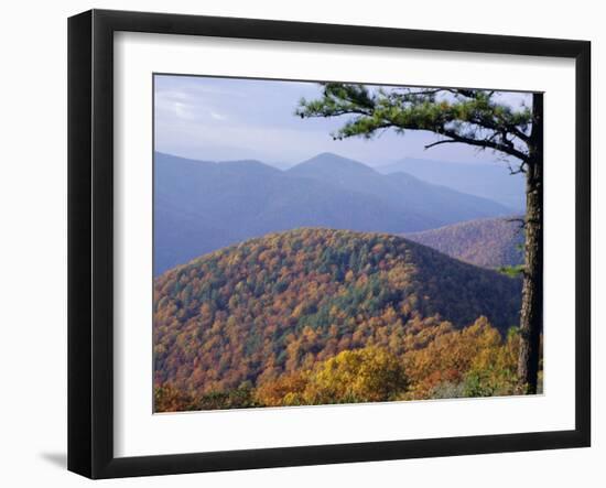 Autumn Forest Landscape Near Loft Mountain, Shenandoah National Park, Virginia, USA-James Green-Framed Photographic Print