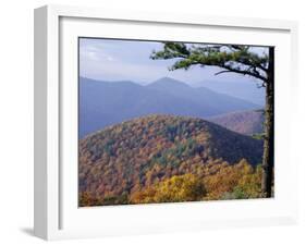 Autumn Forest Landscape Near Loft Mountain, Shenandoah National Park, Virginia, USA-James Green-Framed Photographic Print