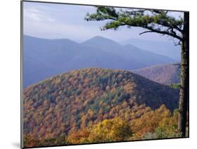 Autumn Forest Landscape Near Loft Mountain, Shenandoah National Park, Virginia, USA-James Green-Mounted Photographic Print