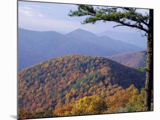 Autumn Forest Landscape Near Loft Mountain, Shenandoah National Park, Virginia, USA-James Green-Mounted Photographic Print