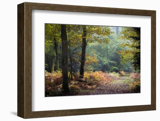 Autumn Forest Leaves-Philippe Manguin-Framed Photographic Print