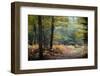 Autumn Forest Leaves-Philippe Manguin-Framed Photographic Print