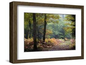 Autumn Forest Leaves-Philippe Manguin-Framed Photographic Print