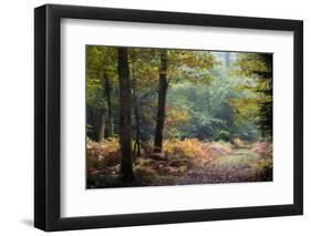 Autumn Forest Leaves-Philippe Manguin-Framed Photographic Print