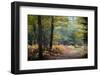 Autumn Forest Leaves-Philippe Manguin-Framed Photographic Print