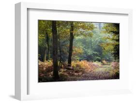 Autumn Forest Leaves-Philippe Manguin-Framed Photographic Print