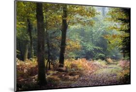 Autumn Forest Leaves-Philippe Manguin-Mounted Photographic Print