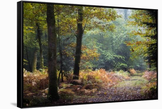 Autumn Forest Leaves-Philippe Manguin-Framed Stretched Canvas