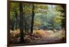 Autumn Forest Leaves-Philippe Manguin-Framed Photographic Print