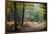 Autumn Forest Leaves-Philippe Manguin-Framed Photographic Print