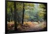 Autumn Forest Leaves-Philippe Manguin-Framed Photographic Print