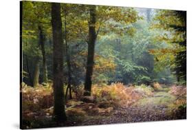 Autumn Forest Leaves-Philippe Manguin-Stretched Canvas