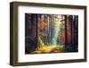 Autumn Forest Nature. Vivid Morning in Colorful Forest with Sun Rays through Branches of Trees. Sce-Dzmitrock-Framed Photographic Print