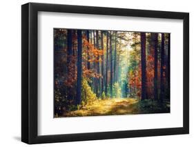 Autumn Forest Nature. Vivid Morning in Colorful Forest with Sun Rays through Branches of Trees. Sce-Dzmitrock-Framed Photographic Print