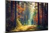 Autumn Forest Nature. Vivid Morning in Colorful Forest with Sun Rays through Branches of Trees. Sce-Dzmitrock-Mounted Photographic Print