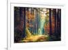 Autumn Forest Nature. Vivid Morning in Colorful Forest with Sun Rays through Branches of Trees. Sce-Dzmitrock-Framed Photographic Print