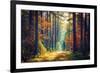 Autumn Forest Nature. Vivid Morning in Colorful Forest with Sun Rays through Branches of Trees. Sce-Dzmitrock-Framed Photographic Print