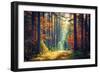 Autumn Forest Nature. Vivid Morning in Colorful Forest with Sun Rays through Branches of Trees. Sce-Dzmitrock-Framed Photographic Print