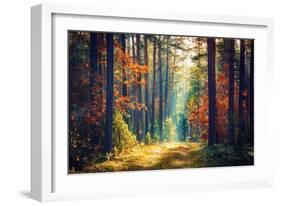 Autumn Forest Nature. Vivid Morning in Colorful Forest with Sun Rays through Branches of Trees. Sce-Dzmitrock-Framed Photographic Print