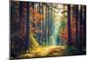 Autumn Forest Nature. Vivid Morning in Colorful Forest with Sun Rays through Branches of Trees. Sce-Dzmitrock-Mounted Photographic Print