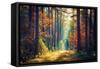 Autumn Forest Nature. Vivid Morning in Colorful Forest with Sun Rays through Branches of Trees. Sce-Dzmitrock-Framed Stretched Canvas