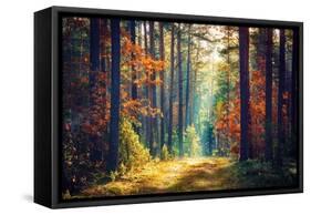 Autumn Forest Nature. Vivid Morning in Colorful Forest with Sun Rays through Branches of Trees. Sce-Dzmitrock-Framed Stretched Canvas
