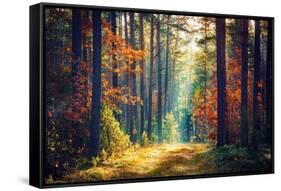 Autumn Forest Nature. Vivid Morning in Colorful Forest with Sun Rays through Branches of Trees. Sce-Dzmitrock-Framed Stretched Canvas