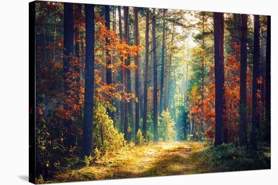 Autumn Forest Nature. Vivid Morning in Colorful Forest with Sun Rays through Branches of Trees. Sce-Dzmitrock-Stretched Canvas