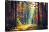 Autumn Forest Nature. Vivid Morning in Colorful Forest with Sun Rays through Branches of Trees. Sce-Dzmitrock-Stretched Canvas