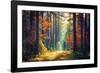 Autumn Forest Nature. Vivid Morning in Colorful Forest with Sun Rays through Branches of Trees. Sce-Dzmitrock-Framed Photographic Print