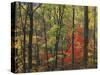 Autumn forest near Peaks of Otter, Blue Ridge Parkway, Appalachian Mountains, Virginia, USA-Charles Gurche-Stretched Canvas