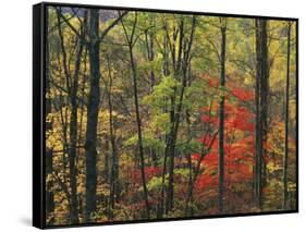 Autumn forest near Peaks of Otter, Blue Ridge Parkway, Appalachian Mountains, Virginia, USA-Charles Gurche-Framed Stretched Canvas