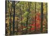 Autumn forest near Peaks of Otter, Blue Ridge Parkway, Appalachian Mountains, Virginia, USA-Charles Gurche-Stretched Canvas