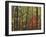 Autumn forest near Peaks of Otter, Blue Ridge Parkway, Appalachian Mountains, Virginia, USA-Charles Gurche-Framed Premium Photographic Print