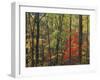 Autumn forest near Peaks of Otter, Blue Ridge Parkway, Appalachian Mountains, Virginia, USA-Charles Gurche-Framed Premium Photographic Print