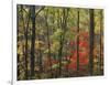 Autumn forest near Peaks of Otter, Blue Ridge Parkway, Appalachian Mountains, Virginia, USA-Charles Gurche-Framed Photographic Print