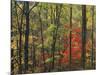 Autumn forest near Peaks of Otter, Blue Ridge Parkway, Appalachian Mountains, Virginia, USA-Charles Gurche-Mounted Photographic Print