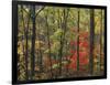 Autumn forest near Peaks of Otter, Blue Ridge Parkway, Appalachian Mountains, Virginia, USA-Charles Gurche-Framed Photographic Print