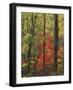 Autumn forest near Peaks of Otter, Blue Ridge Parkway, Appalachian Mountains, Virginia, USA-Charles Gurche-Framed Photographic Print