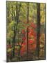 Autumn forest near Peaks of Otter, Blue Ridge Parkway, Appalachian Mountains, Virginia, USA-Charles Gurche-Mounted Photographic Print