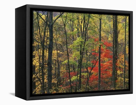 Autumn forest near Peaks of Otter, Blue Ridge Parkway, Appalachian Mountains, Virginia, USA-Charles Gurche-Framed Stretched Canvas
