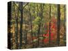 Autumn forest near Peaks of Otter, Blue Ridge Parkway, Appalachian Mountains, Virginia, USA-Charles Gurche-Stretched Canvas
